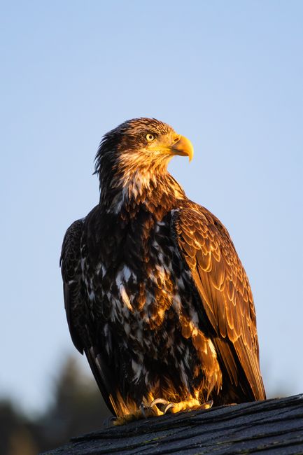 Bald Eagle Shot