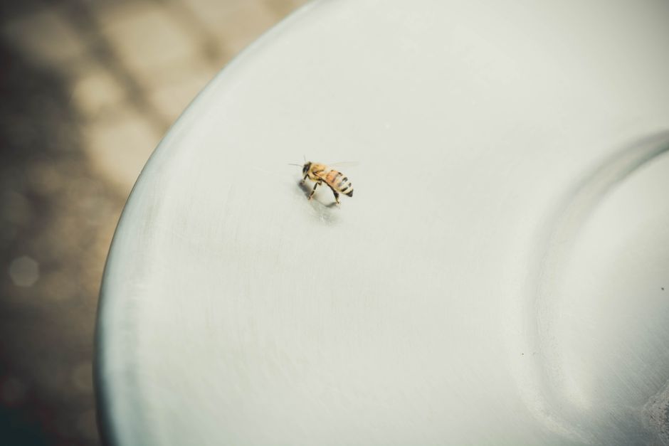 Bee Sting