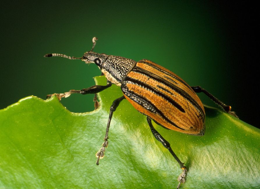 Beetle Jeuse