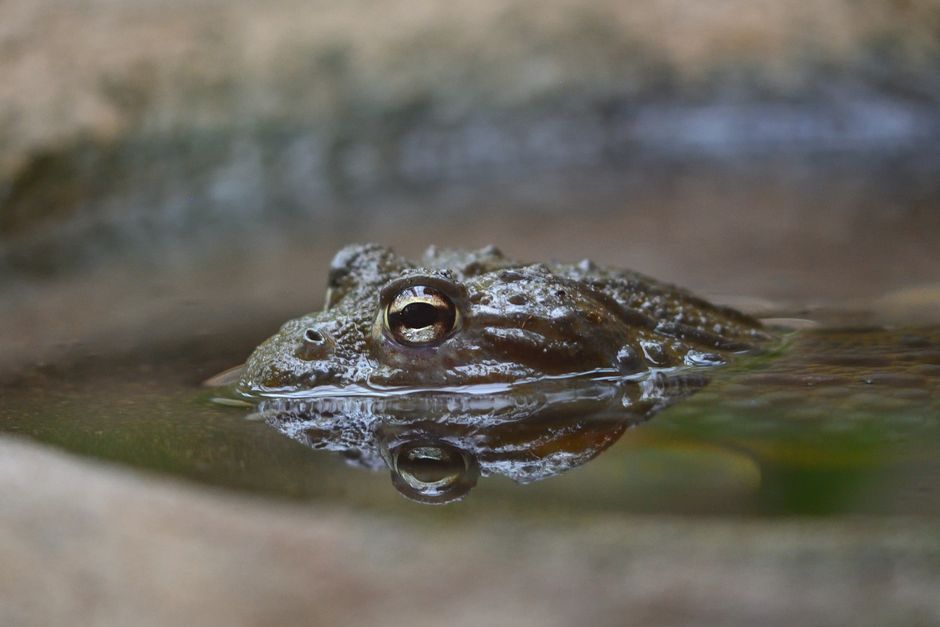 Bullfrog #1