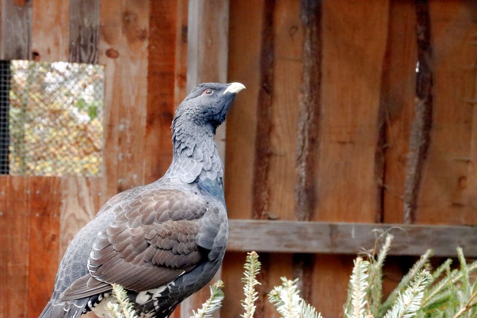 Capercaillie