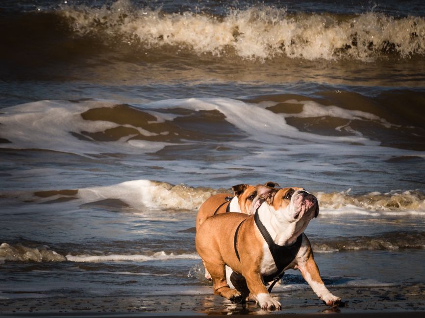 Colorado Bulldog