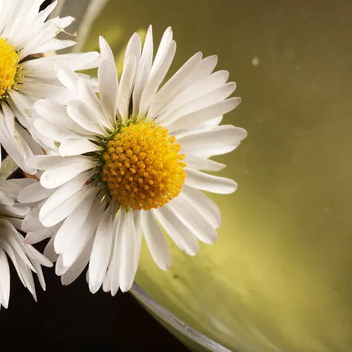Daisy Cutter Martini
