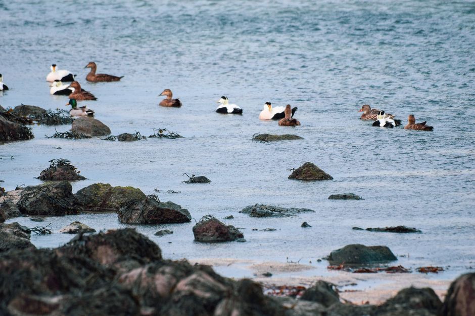 Eider Duck