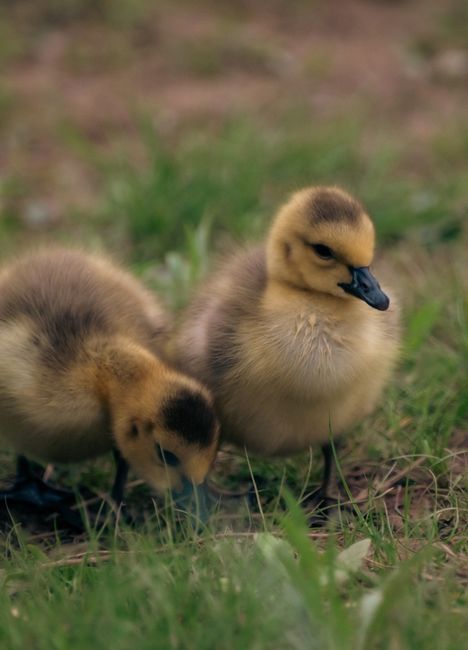 Fluffy Duck