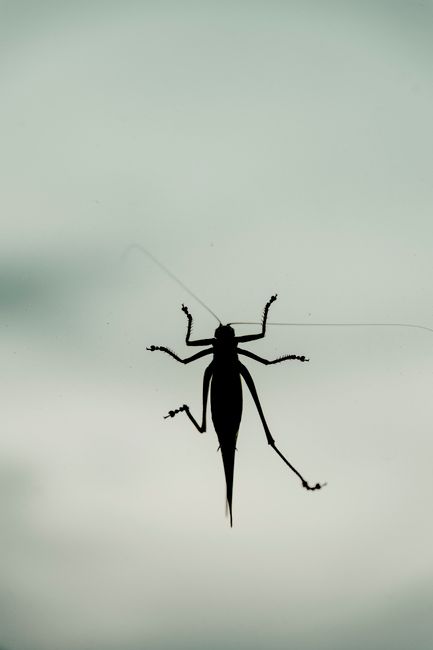 Flying Grasshopper