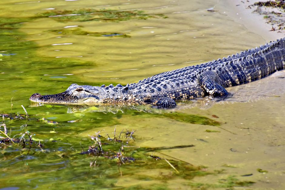 Gator Bite