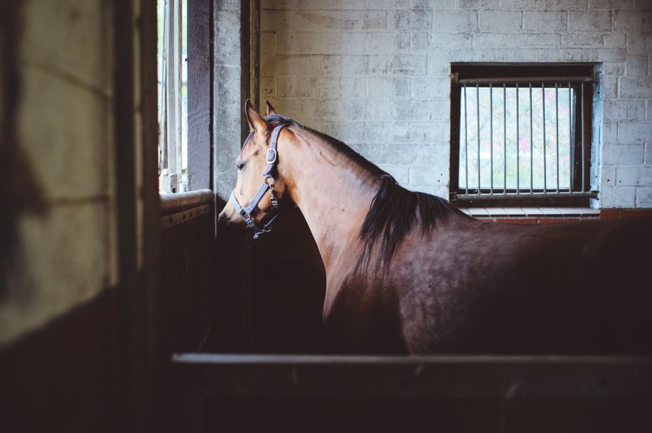Horse's Neck with a Kick