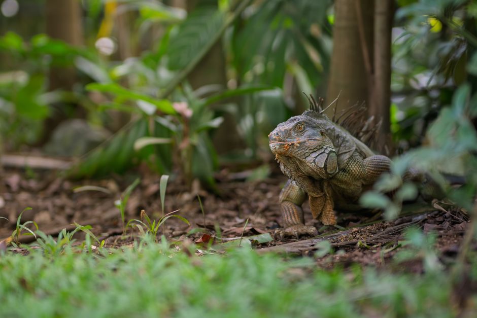 Iguana Wana