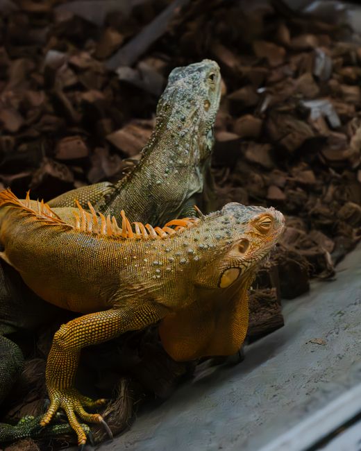 Iguana
