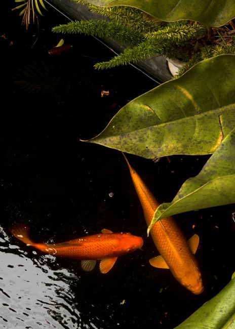 Koi Yellow