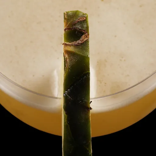 Pineapple and Cardamom Daiquiri