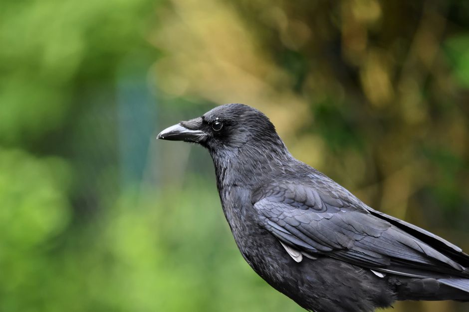 The Crow